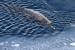 Rare Arnoux’s Beaked Whales Discovered Off Antarctica Coast