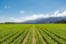 Centre approves ₹2,817 Crore Digital Agriculture Mission