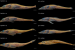 New Antarctic Dragonfish Species Discovered by Researchers