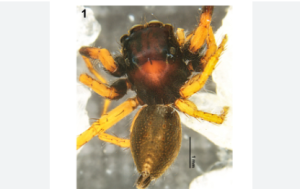 New Jumping Spider Species Discovered in Tamil Nadu