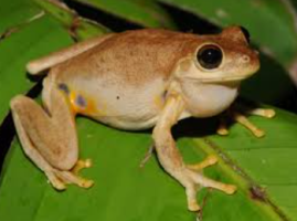 Australia Recognizes 750 New Species, Including Laughing Frog