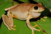 Australia Recognizes 750 New Species, Including Laughing Frog