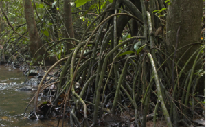 Researchers Discover Endangered Myristica Swamp Forest in Maharashtra