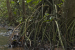 Researchers Discover Endangered Myristica Swamp Forest in Maharashtra