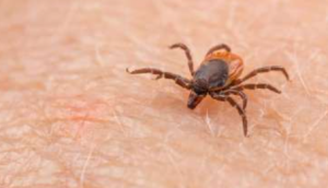 New Wetland Virus