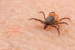 New Wetland Virus