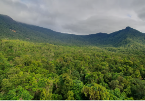 Ozone Pollution Hurts Tropical Forest Growth, Study Finds