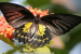 India’s Second Largest Butterfly Species Discovered in TamilNadu