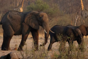 Zimbabwe Plans To Cull 200 Elephants Amid Drought