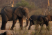Zimbabwe Plans To Cull 200 Elephants Amid Drought