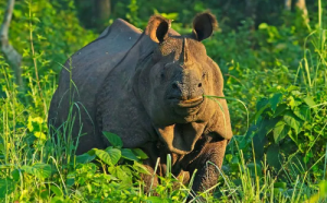 One-Horned Rhinos Among Most Vulnerable to Climate Change