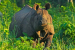One-Horned Rhinos Among Most Vulnerable to Climate Change