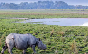 Kaziranga Sees 86% Drop in Rhino Poaching Since 2016