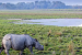 Kaziranga Sees 86% Drop in Rhino Poaching Since 2016