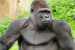 World Gorilla Day