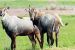 Bihar Government Approves Culling of Nilgai and Wild Boars