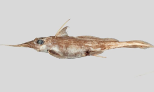 New Zealand Scientists Discover Rare Ghost Shark Species