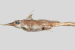 New Zealand Scientists Discover Rare Ghost Shark Species