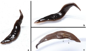 New Invasive Flatworm Species Discovered in Southeastern USA