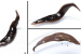 New Invasive Flatworm Species Discovered in Southeastern USA