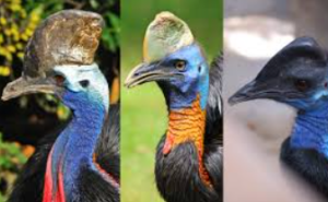 ‘Most Dangerous Bird in the World’ Faces Extinction Threat