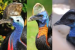 ‘Most Dangerous Bird in the World’ Faces Extinction Threat