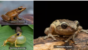 Survey Discovers New Reptile and Amphibian Species