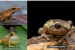 Survey Discovers New Reptile and Amphibian Species