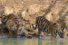 National Wildlife Week 2024 – Oct 02 to 08