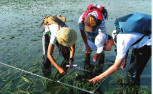 National Biodiversity Strategy and Action Plans Tracker (NBSAP)