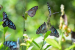 Butterfly Migration Thrives In Tamil Nadu’s Western Ghats