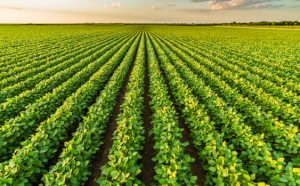 What is National Agriculture Code?