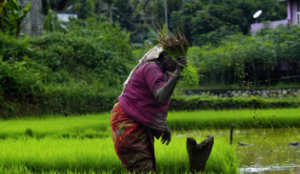 Union Cabinet Approves Two Umbrella Schemes for Agriculture