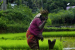 Union Cabinet Approves Two Umbrella Schemes for Agriculture
