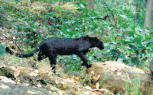 Odisha Records Rare Black Panther Sightings in Forests
