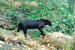 Odisha Records Rare Black Panther Sightings in Forests