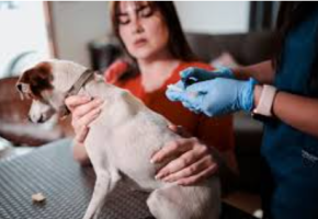 Chilean Scientists Develop Reversible Neutering Vaccine for Dogs