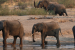 Southern Africa Culls Elephants Amid Severe Drought Crisis