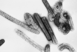 What is Marburg Virus?