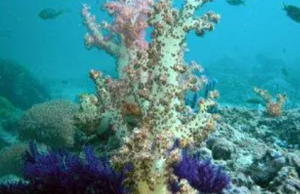 Global Biodiversity Declines 73% Since 1970, Urgent Action Needed