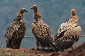 India’s Bird Population Declines Significantly, Vultures Hit Hardest