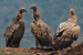 India’s Bird Population Declines Significantly, Vultures Hit Hardest