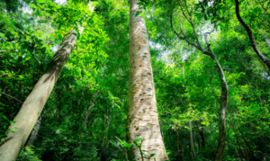 New Temperature Regimes Threaten Tropical Forest Biodiversity Areas