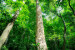 New Temperature Regimes Threaten Tropical Forest Biodiversity Areas