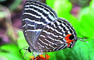 Kaziranga National Park Recognized for Butterfly Diversity
