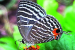 Kaziranga National Park Recognized for Butterfly Diversity