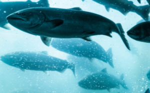 Expensive Farmed Salmon Threatens Affordable Fish Access Globally
