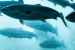 Expensive Farmed Salmon Threatens Affordable Fish Access Globally