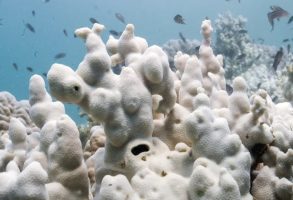 What is fourth global coral bleaching event (GCBE4)?