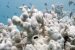 What is fourth global coral bleaching event (GCBE4)?